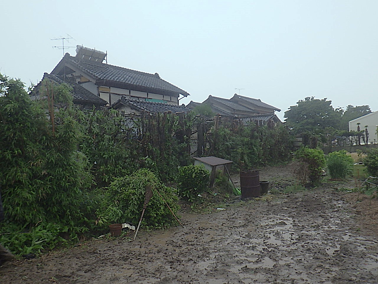 施工後｜館林市 I様邸　伐採、剪定工事