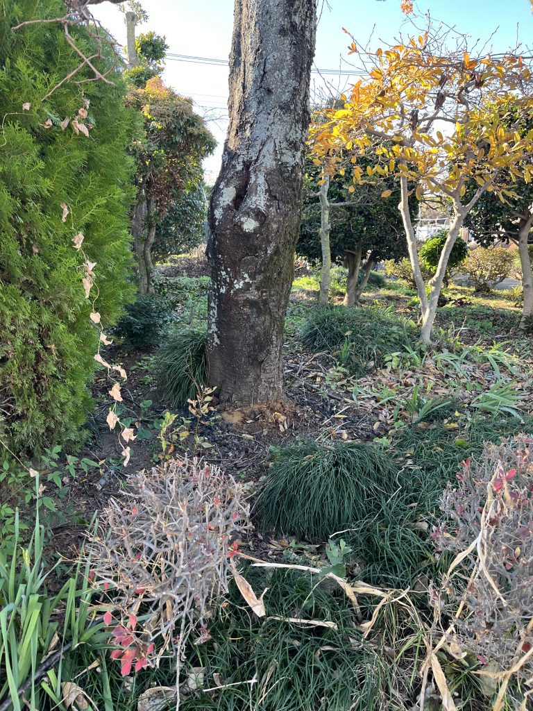 太田市 I様邸 サクラ伐採工事