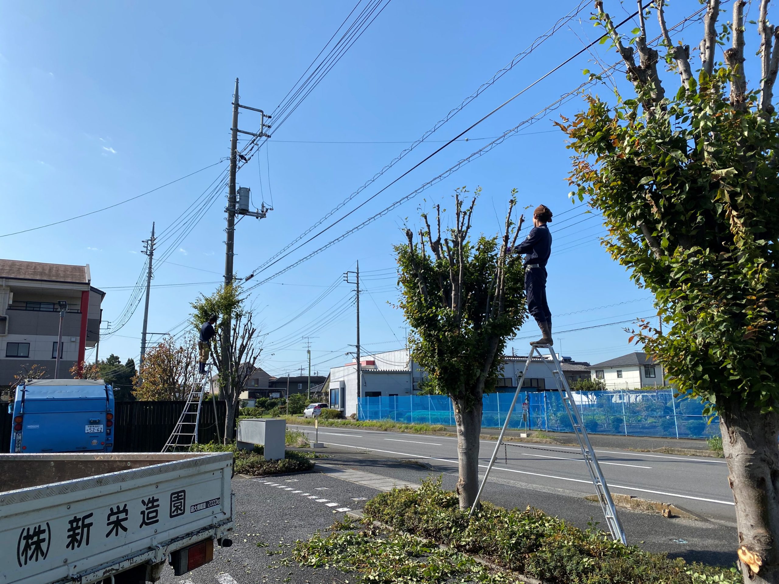 現場の画像｜群馬県館林市　S病院様　院内剪定工事