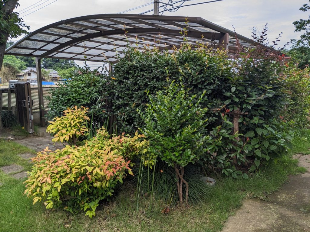 邑楽郡 O様邸 夏季剪定工事🌳