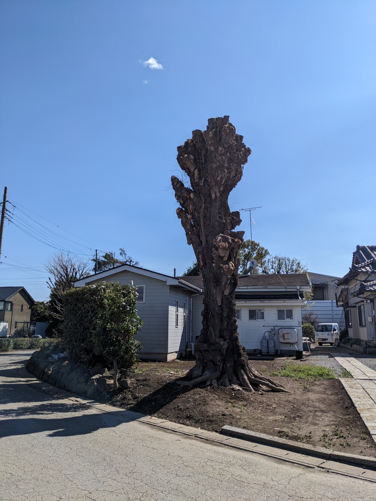 施工後｜イチョウ枝下ろし