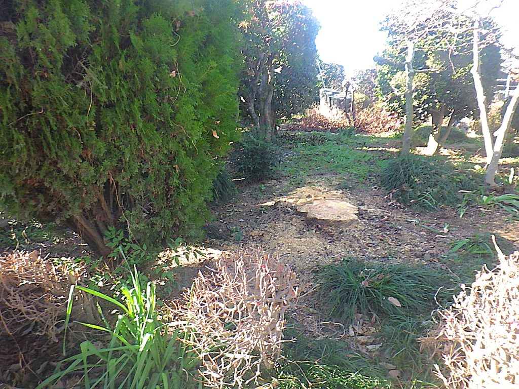 施工後｜太田市 I様邸 サクラ伐採工事