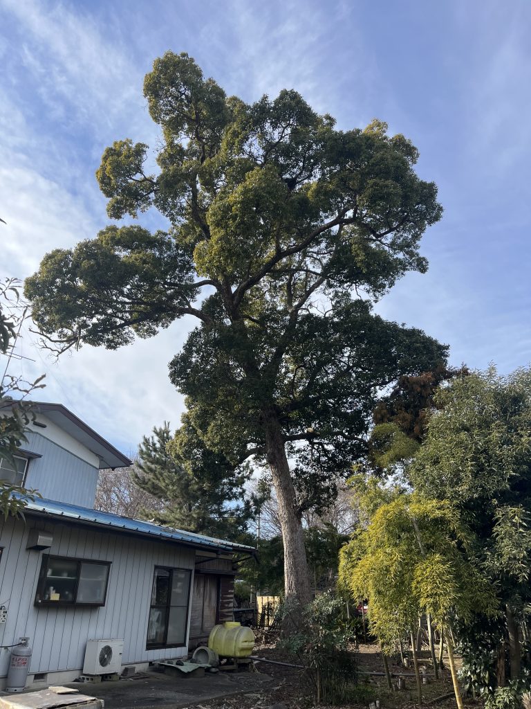 太田市 M様邸　高木切詰め工事