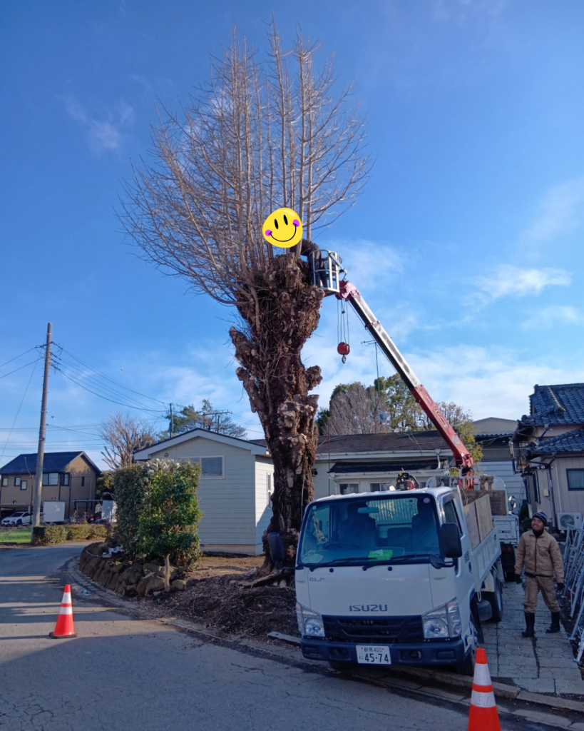 イチョウ枝下ろし