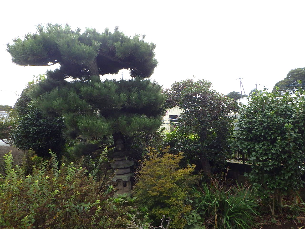 施工前｜館林市　Ｈ様邸　庭木剪定工事