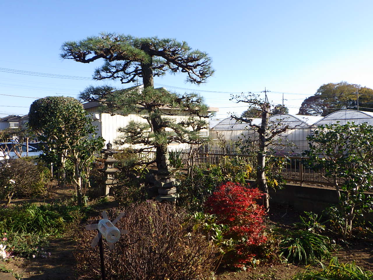 施工後｜館林市　Ｈ様邸　庭木剪定工事