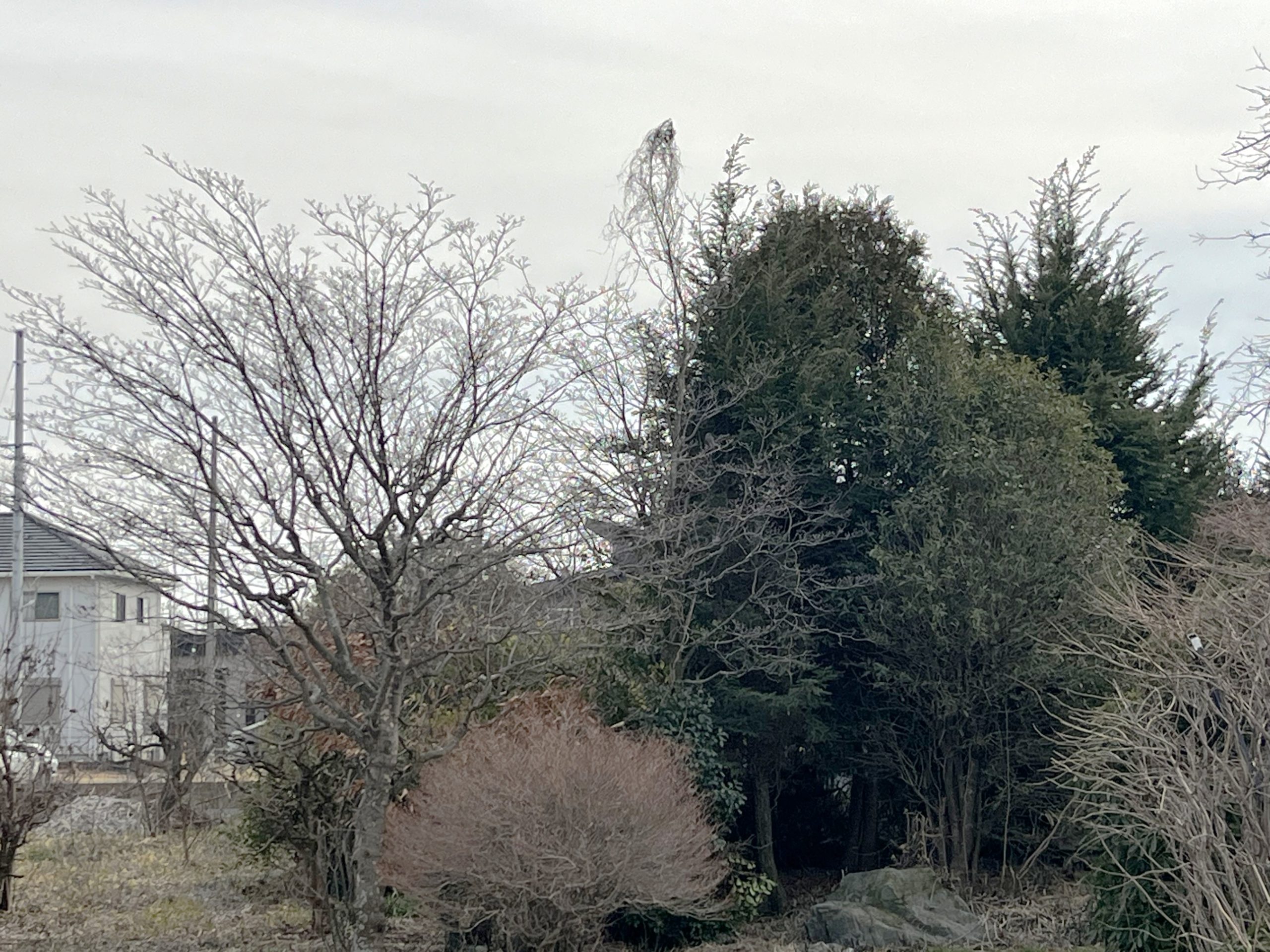 施工前｜館林市　M様邸剪定・伐採工事